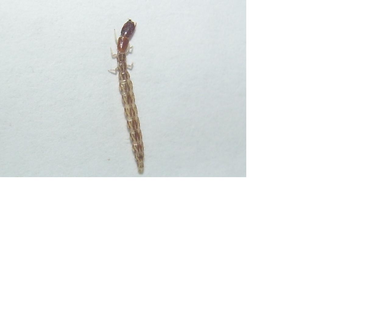 Larva Rafidiottero